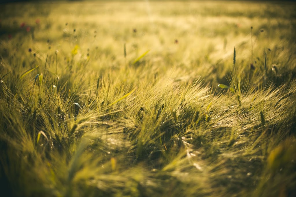 Rye Field © Manuela Clemens, Ela Cle Fotografie