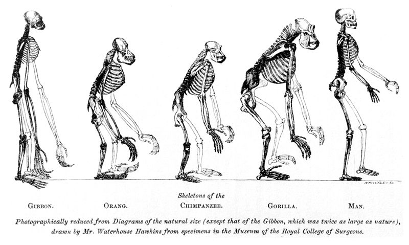 Huxley's illustration showing that humans and apes had the same basic skeletal structure [1]