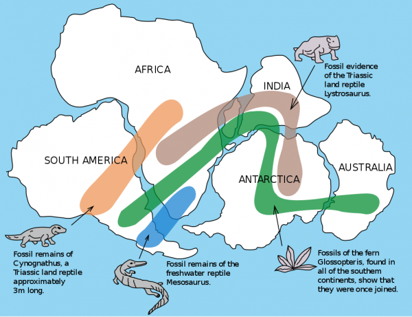 Fossil patterns across continents (Gondwana), By Osvaldocangaspadilla (Own work) [Public domain], via Wikimedia Commons, in the SciHi blog article on Alfred Wegener 