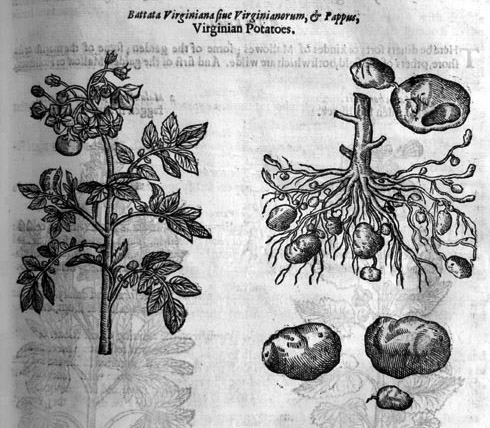 ohn Gerard (1545-1612): The Herball or Generall Historie of Plantes. London, 1633.