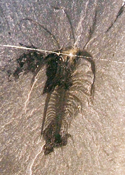 Marrella splendens from the Middle Cambrian Burgess Shale