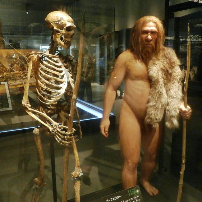 Skeleton and restoration model of the La Ferrassie 1 Neanderthal man