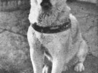 Hachiko – the Most Famous Dog of Japan