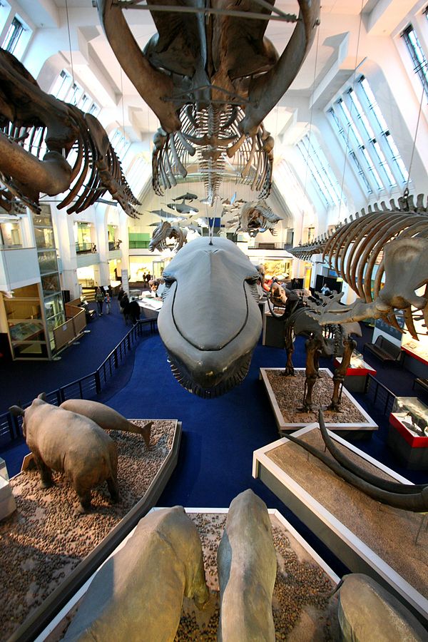Wide-angle picture of the Large Mammals Hall at the (British) Natural History Museum, taken from the balcony above the blue whale model.