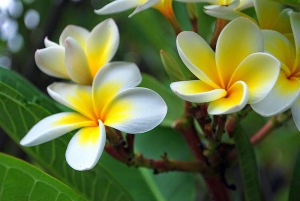 800px-Frangipani_flowers2