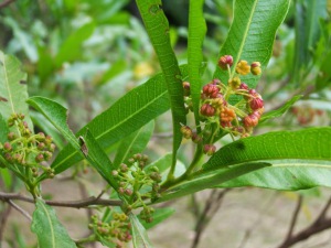 Dodonaea viscosa, named in honor of Rembert Dodoens