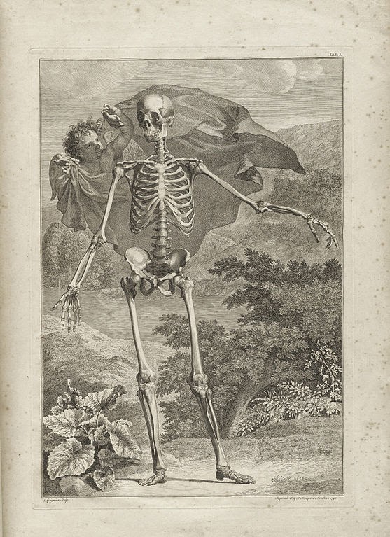 Figure from Tabulae sceleti et musculorum corporis humani