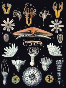 Coelenterata (Hydromedusae, Acalephae) from Leuckart's Wall Charts [2]