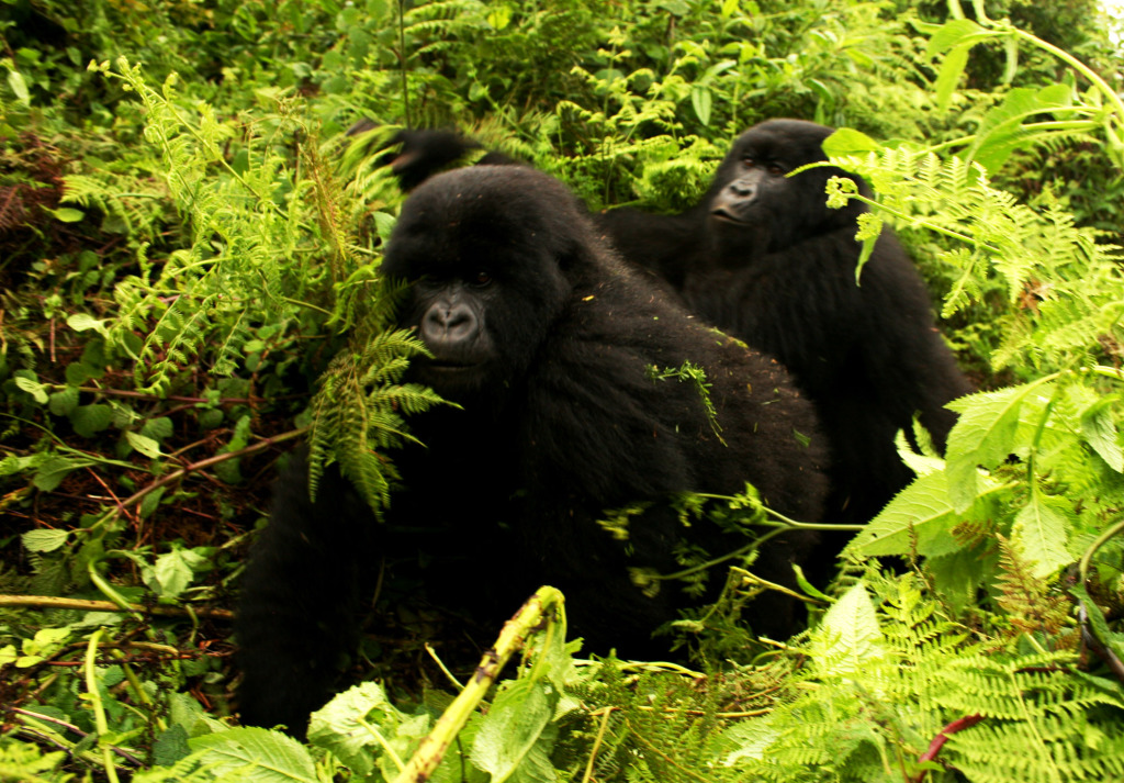Gorillas moving, photo by TKnoxB from Chemainus, BC, Canada - Flickr (wikipedia)
