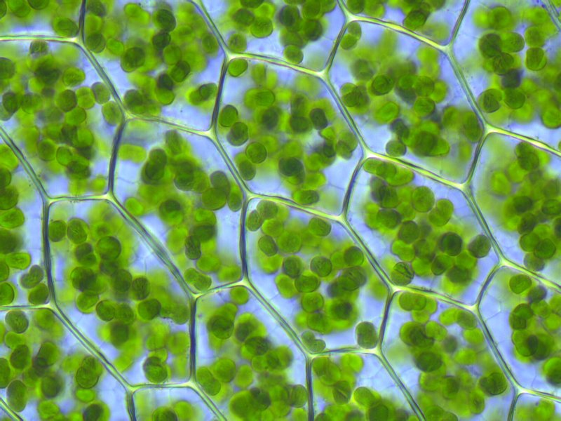 Plant cells with visible chloroplasts (from a moss, Plagiomnium affine) by Wikimedia User Fabelfroh