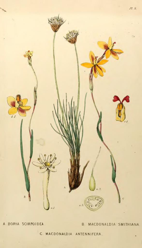 Plate from 'A sketch of the vegetation of the Swan River Colony' by John Lindley, 1839