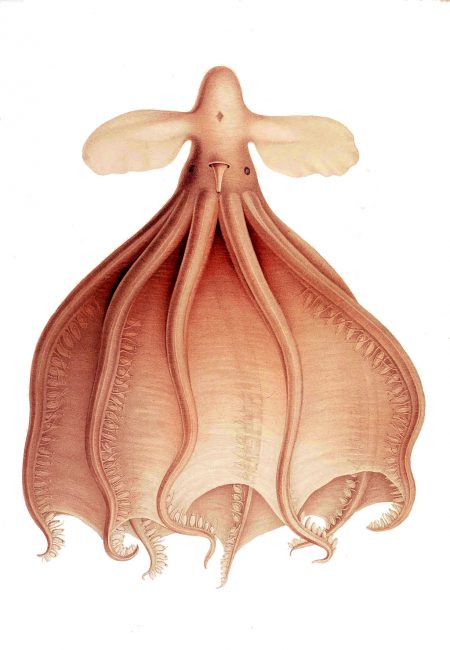 Drawing of Cirrothauma murrayi, named after John Murray, from Thiele in Chun, C. 1910. Die Cephalopoden.