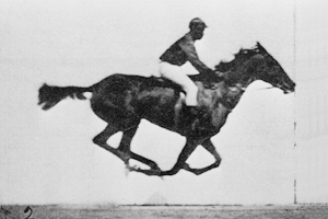 Animated sequence of a race horse galloping. Photos taken by Eadweard James Muybridge