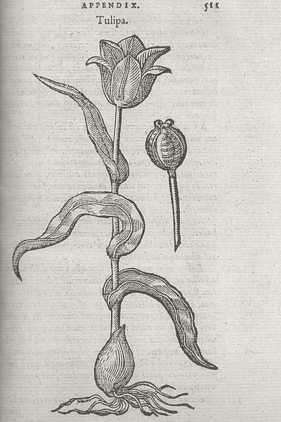 Woodcut of the tulip is from Clusius' Rariorum aliquot stirpium per Hispanias observatarum historia (1576)