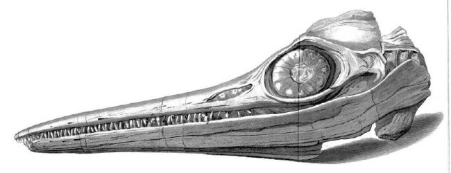 Drawing from an 1814 paper[21] by Everard Home showing the Ichthyosaurus platyodon skull found by Joseph Anning in 1811