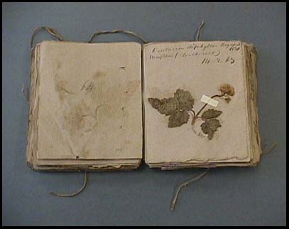 Eaton's Herbarium, published in 1830, includes one hundred eleven specimens 