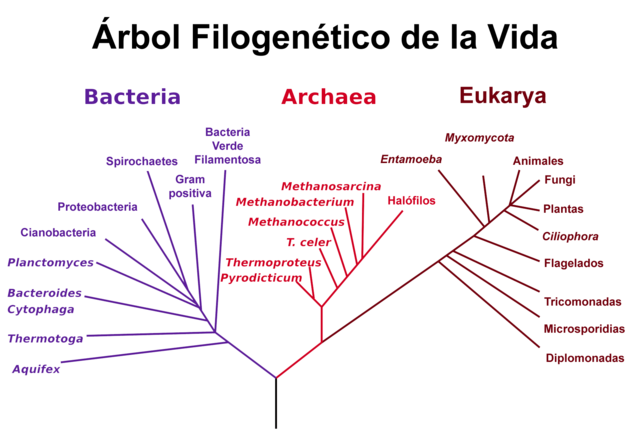 Phylogenetic tree based on Woese et al. rRNA analysis