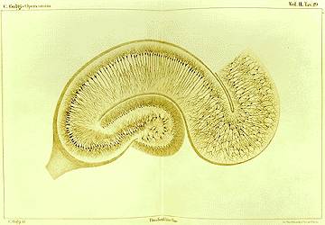Drawing by Camillo Golgi of a hippocampus stained with the silver nitrate method
