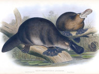 George Shaw and the unique Mammal Platypus