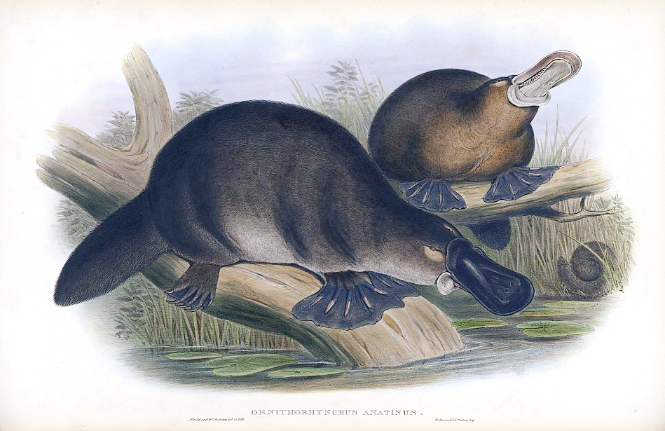 John Gould - Richter, H. C. The mammals of Australia. by John Gould. (1845-1863) Volume 1, Plate 1