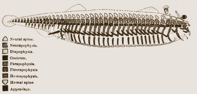 Owen, R. (1847). On the archetype and homologies of the vertebrate skeleton. London.