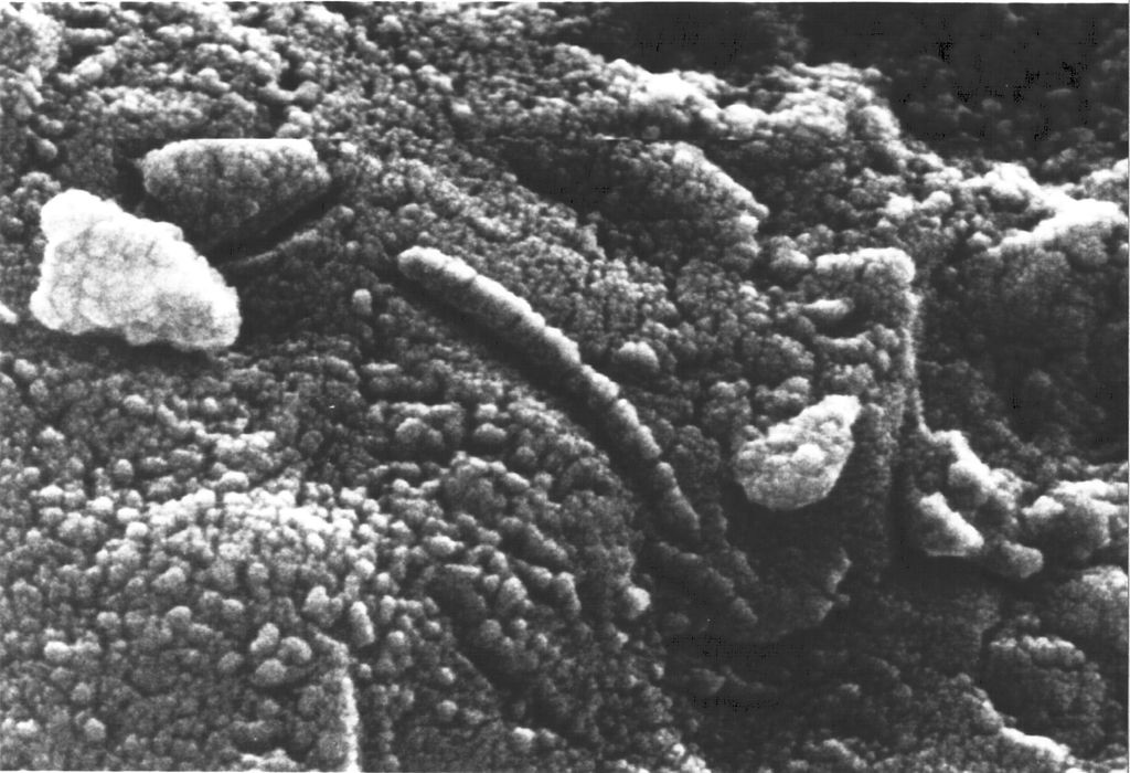 The electron microscope revealed chain structures in meteorite fragment ALH84001
