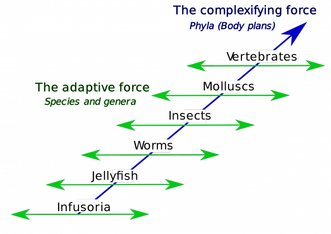 Lamarck's two-factor theory involves 1) a complexifying force that drives animal body plans towards higher levels (orthogenesis) creating a ladder of phyla, and 2) an adaptive force that causes animals with a given body plan to adapt to circumstances (use and disuse, inheritance of acquired characteristics), creating a diversity of species and genera