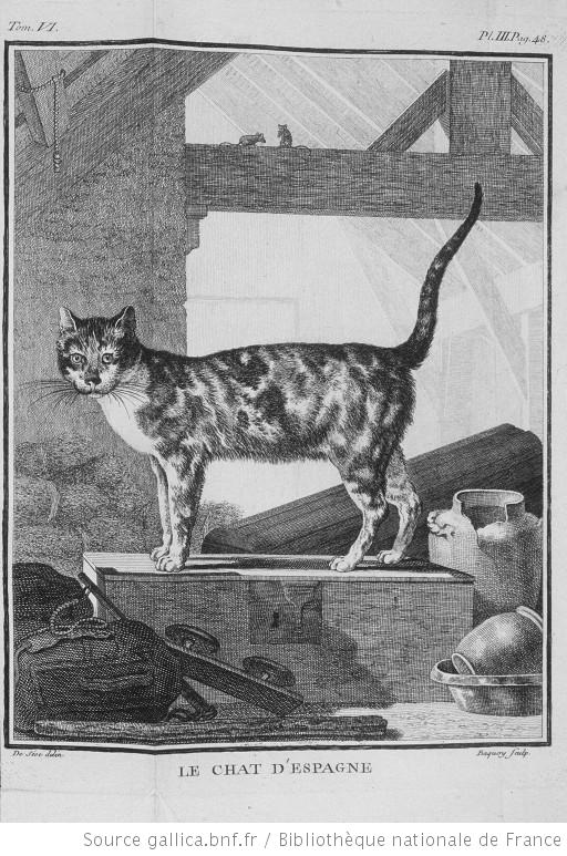 Le Chat d'Espagne (Catus hispanicus) dans l'Histoire naturelle de Buffon.