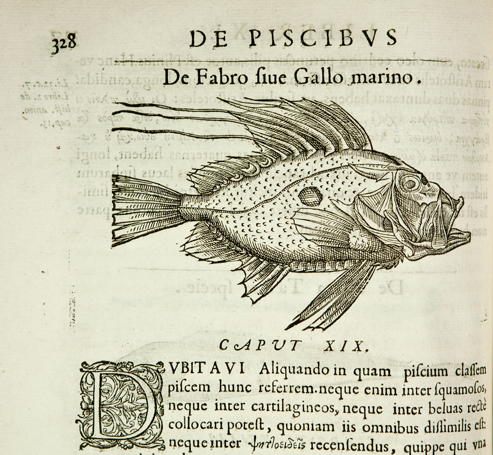 Extract from Guillaume Rondelet's Libri de piscibus marinis in quibus verae piscium effigies expressae sunt