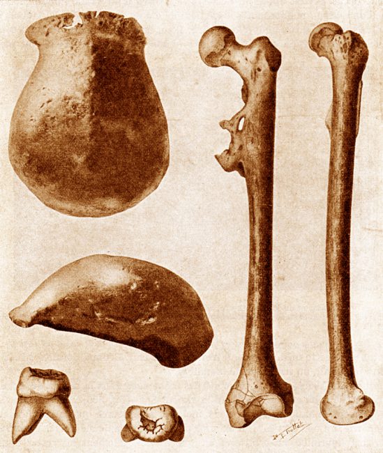 The three main fossils of Java Man found in 1891–92: a skullcap, a molar, and a thighbone, each seen from two different angles.
