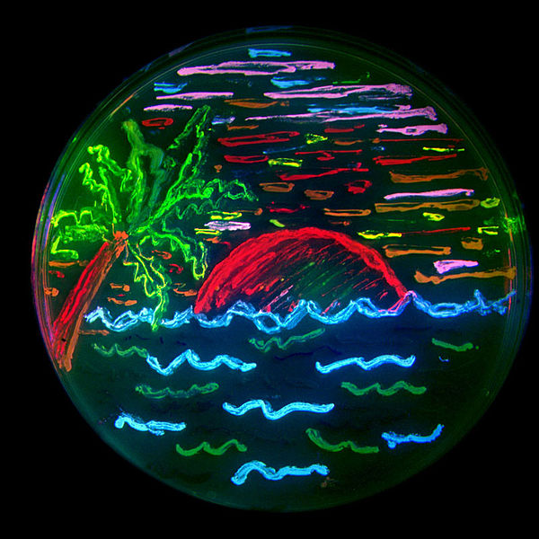 A San Diego beach scene drawn with an eight color palette of bacterial colonies expressing fluorescent proteins derived from GFP and the red-fluorescent coral protein dsRed.