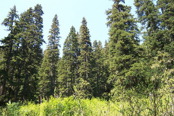 Douglas-fir at North Fork Skykomish Trail, Washington, USA