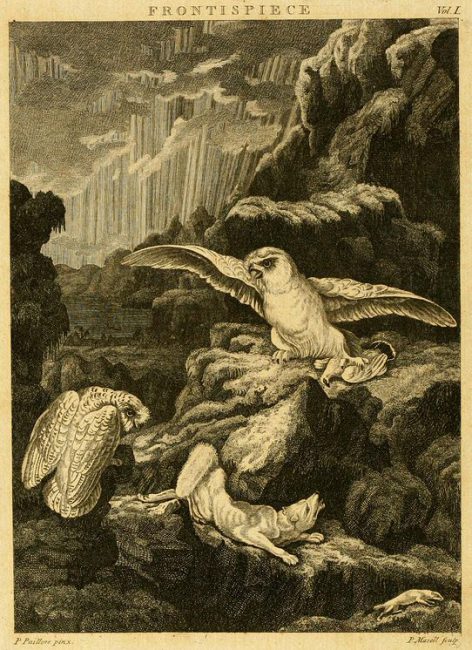 Frontispiece to Arctic Zoology. Painting by Peter Paillou, engraved by Peter Mazell, Thomas Pennant