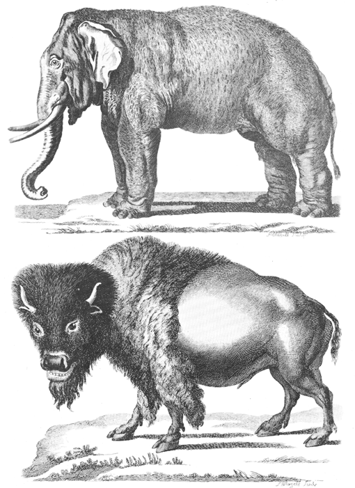 Elephant and bison, from Thomas Pennant's History of Quadrupeds (1793)