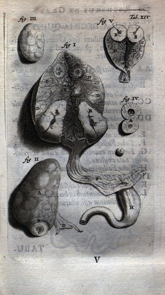 Ovaries of cows and ewes after coitus, De mulieribus in Opera 1677