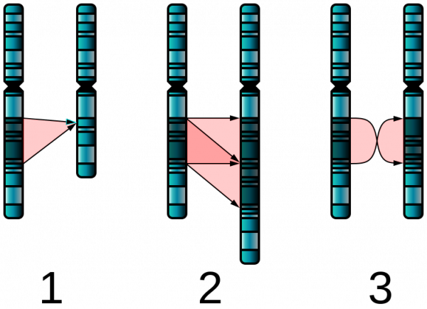 Deletion (1), duplication (2) and inversion (3) are all chromosome abnormalities that have been implicated in autism