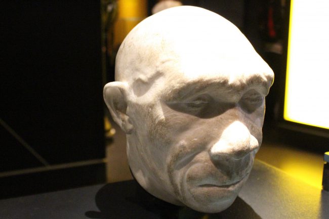 Bust of an H. heidelbergensis at the Natural History Museum, London, Emőke Dénes, CC BY-SA 4.0 <https://creativecommons.org/licenses/by-sa/4.0>, via Wikimedia Commons
