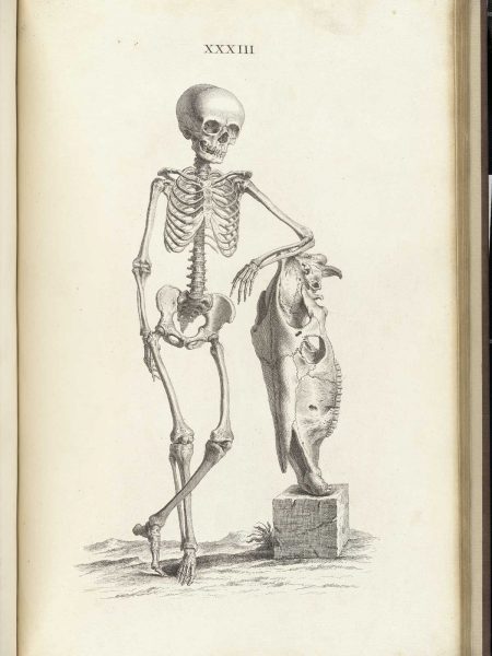 A plate of Osteographia
