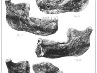 The Discovery of the Mauer 1 Mandible