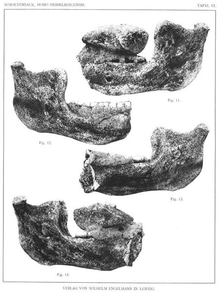 First description of Homo heidelbergensis