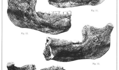 The Discovery of the Mauer 1 Mandible