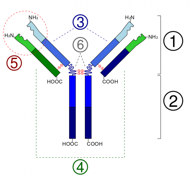 Schematic diagram of the basic unit of immunoglobulin (antibody) Fab Fc heavy chain