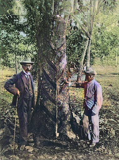 Ridley beside a Hevea with herring-bone pattern bark incisions to tap rubber