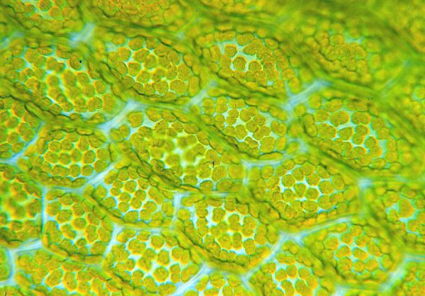 Chloroplasts in leaf cells of the moss Mnium stellare