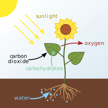 Schematic of photosynthesis in plants. The carbohydrates produced are stored in or used by the plant.