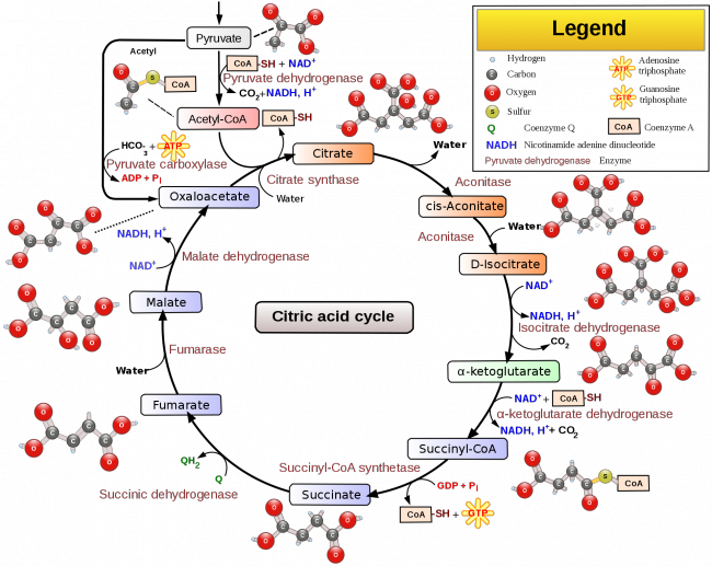 Overview of the citric acid cycle