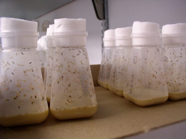 In a typical Drosophila genetics experiment, male and female flies with known phenotypes are put in a jar to mate; females must be virgins. Eggs are laid in porridge which the larva feed on; when the life cycle is complete, the progeny are scored for inheritance of the trait of interest.
