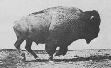 American bison cantering—animated using 1887 photos by Eadweard Muybridge