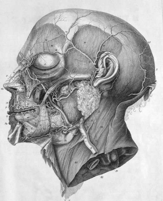 Illustration from C.J. Rollinus in Haller's book Icones anatomicae from 1756