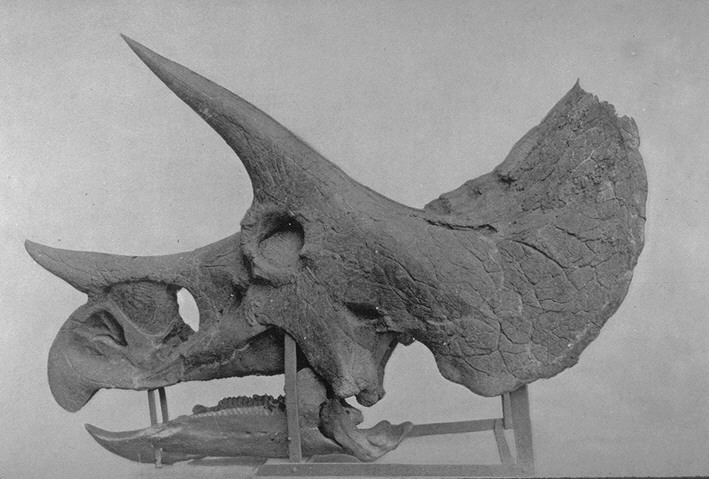 Specimen YPM 1822, holotype of Triceratops prorsus. Marsh, O.C. (1896). "The dinosaurs of North America." 
